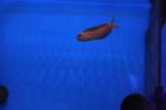 Ecsenius midas - Gold Schleimfisch